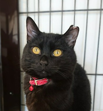 アニマルレスキュー飛騨 Animal Rescue Hida 黒猫ジジの里親さん募集中です