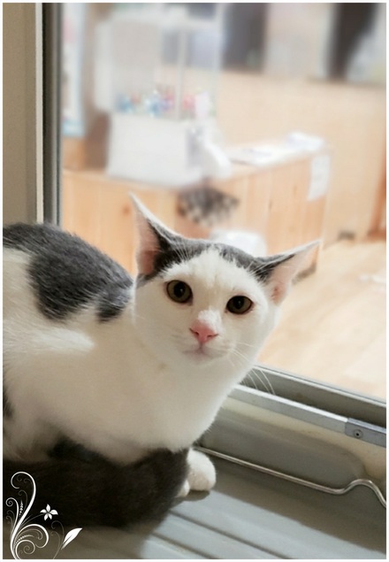 甘えん坊のベルです