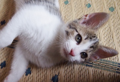 美人子猫「あんこ」です
