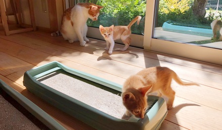 2カ月の茶々＆トマトです！