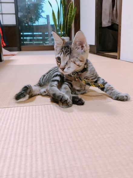 片目のクーちゃん、幸せ報告