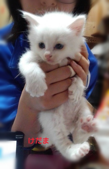 ■白と茶トラの子猫の里親さん募集中です■
