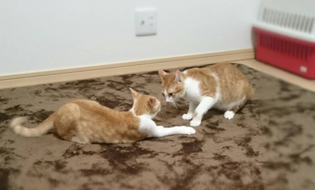 ■遊び盛り、チャータの里親さん募集中です