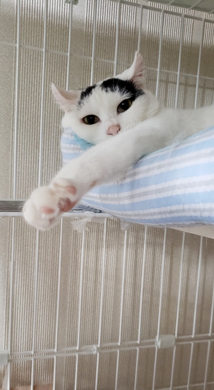 TV大好き「いとりん」