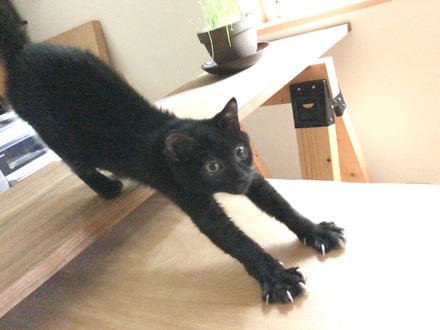 弱視のクロエモン、里親さん募集中です
