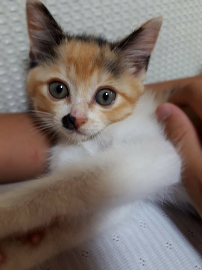 はなこ・ネロの里親さん募集中です♪