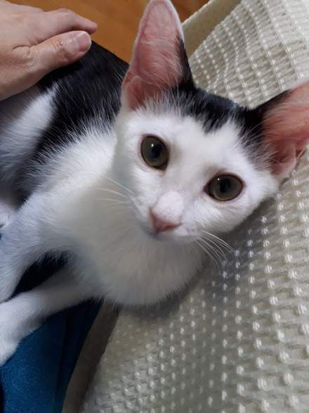 シロちゃん、クロちゃん、2カ月です！