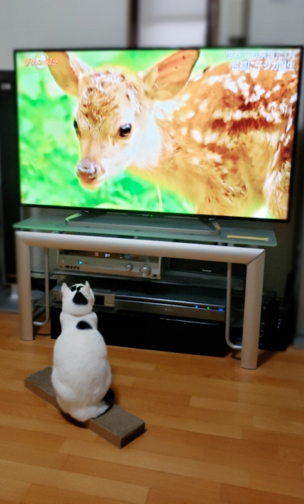 TV大好き「いとりん」