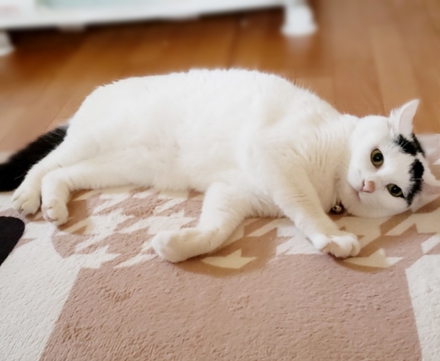 TV大好き「いとりん」