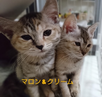 ■2ケ月のマロンクリーム♡里親さん募集中です■