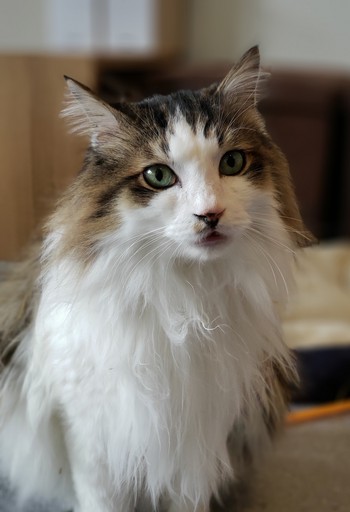 ゴージャス猫「クロ」
