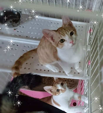 ■とても元気な茶トラ白兄弟！