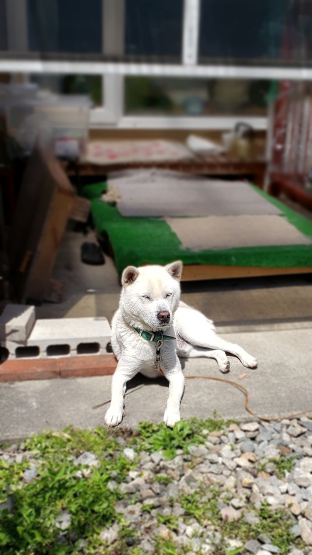 推定1～2歳、幸太です