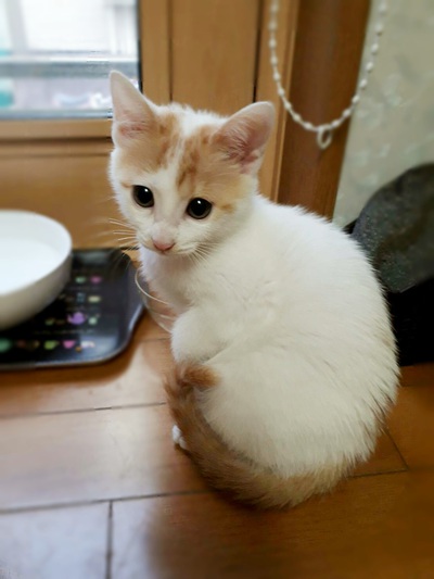 ■ひーくんの里親さん募集中です！
