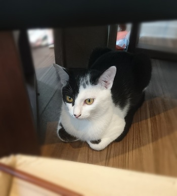 寒いとついつい前足が…