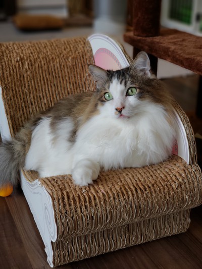 ゴージャス猫「クロ」
