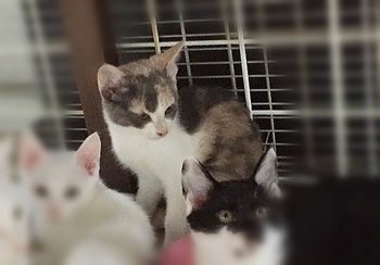 三毛猫「みけ」の里親さん募集中です！