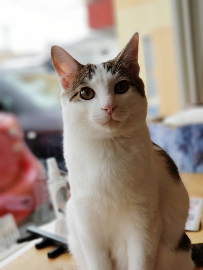 キャットウォークで遊ぶにゃあすけ♪