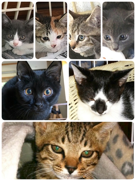 明日は子猫達が参加します！