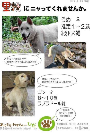 ■譲渡会のお知らせ■