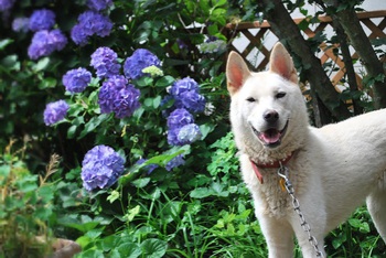 ★保護犬 うめちゃん★