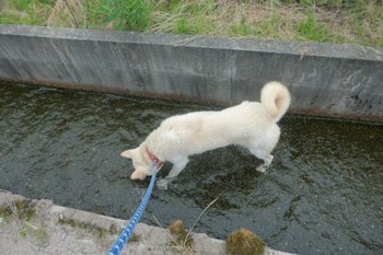 ■うめちゃんの里親さんを募集しています■