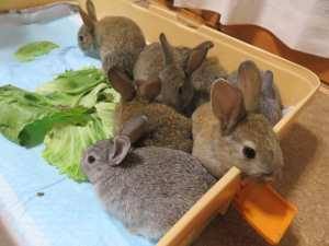 ■■■里親さん募集中■■■