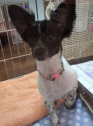 ■MIXわんちゃんの里親さん募集中です■