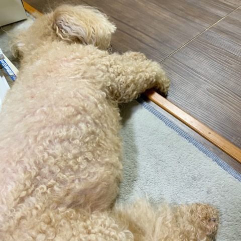 わんこもそれぞれ･･･