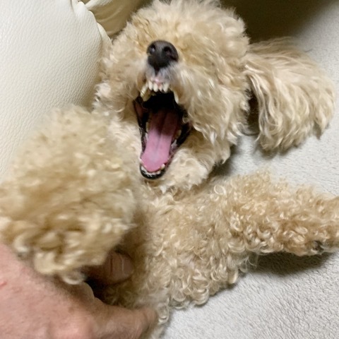 ガウガウちょこびと夏のオーダー♪