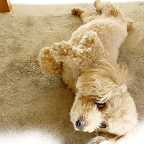 後ろ姿Bijinになる♪ヘアアクセサリー