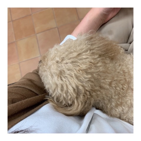 ここ数日のこと