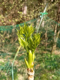 タラの芽