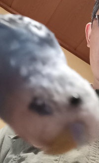 ピピ丸