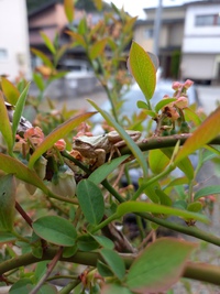 がんばれ、ヤセガエル。