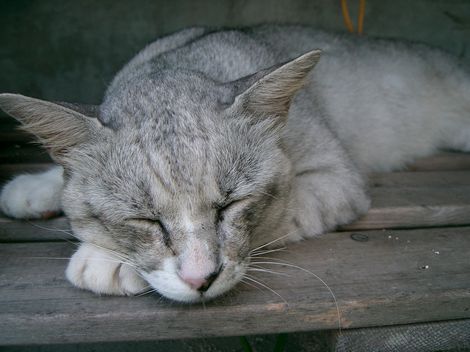 黒島の宿ネコ