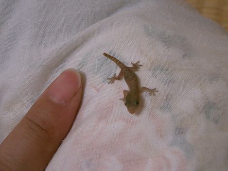 黒島の宿ヤモリ
