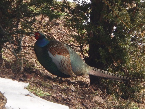 野鳥の楽園！？