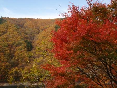 朝日の紅葉