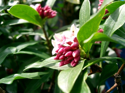 沈丁花香る