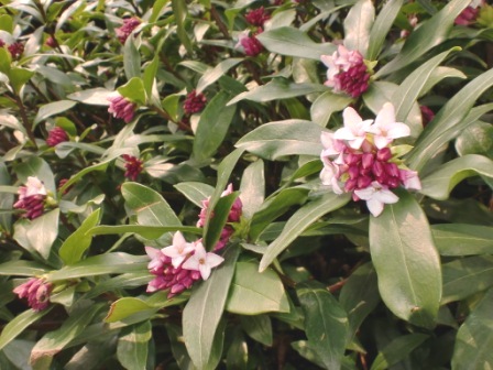 沈丁花の香り