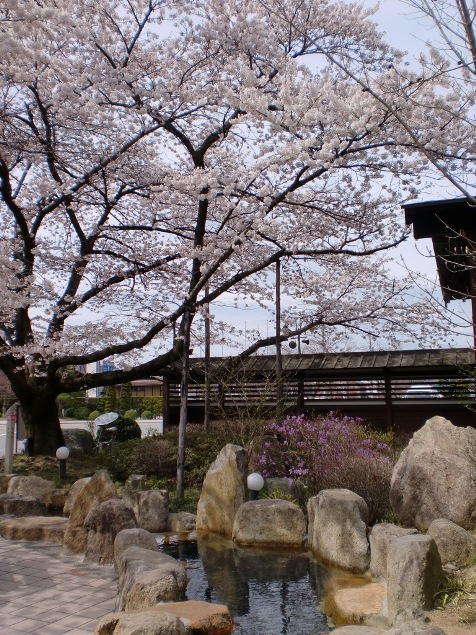 ２０１０桜コレクション１