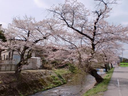 ２０１０桜コレクション１