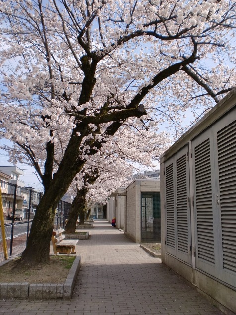 ２０１０桜コレクション１