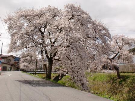 ２０１０桜コレクション１