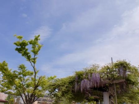 ポッポ公園の藤棚