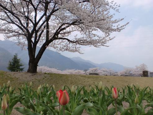 萩原桜めぐり