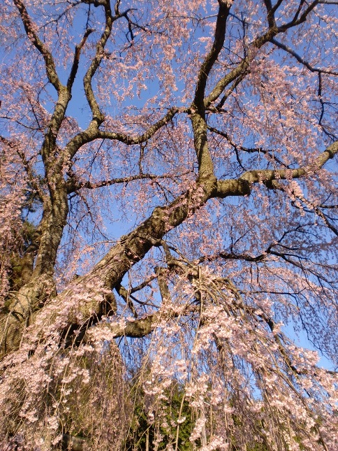 萩原桜めぐり