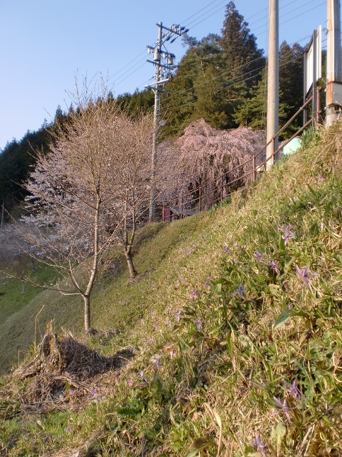 萩原桜めぐり