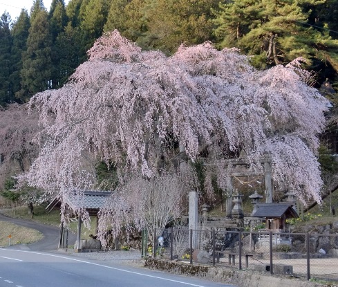 萩原桜めぐり